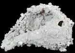 Large Crystal Filled Fossil Gastropod - Ruck's Pit #48318-1